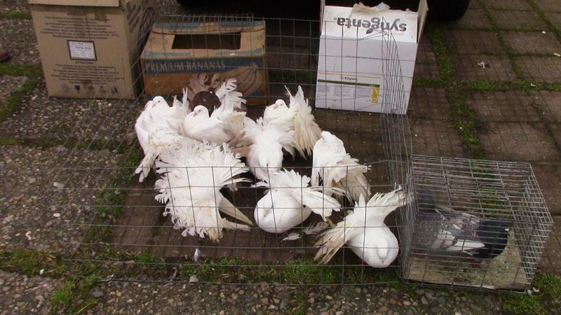 Традиционното изложение на пернати и екзотични животни което се организира