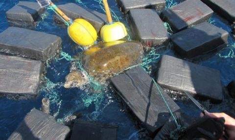 Американската брегова охрана успя да спаси морска костенурка заплела се