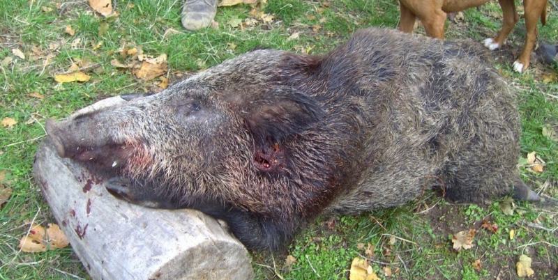 Вчера полицаи от Кула са арестували двама видинчани за бракониерство