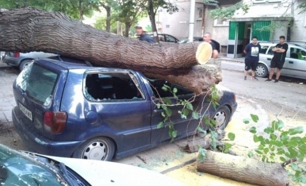 Дърво падна и премаза няколко автомобила в пловдивския кв Христо