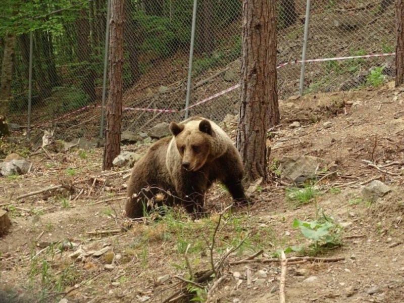 Седемнадесет нападения от мечки върху селскостопански животни, пчелини и насаждения от