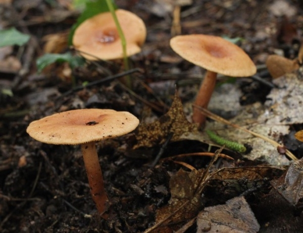 Трима мъже от ромски произход са настанени за лечение в