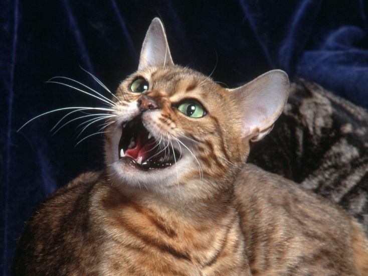 Скорошно проучване на Университета на Единбург както и на зоопарка