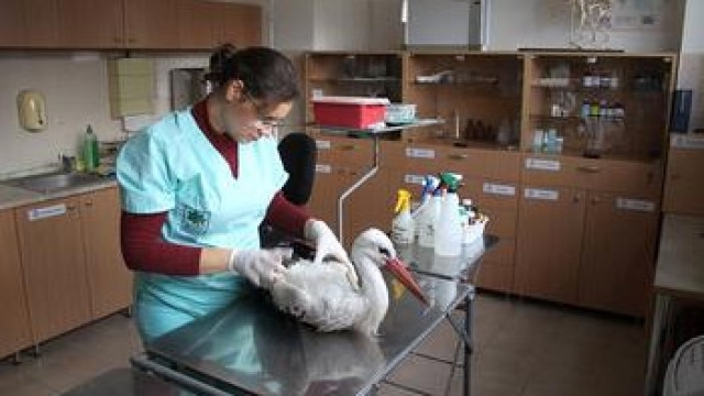 Бедстващ бял щъркел бе приет в Спасителния център на Зелени Балкани