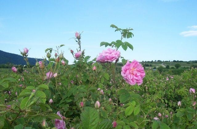 Закон за розата който да защитава производителите в трудни години