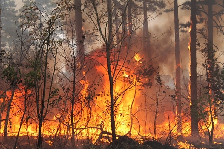 Кметът на Лом Пенка Пенкова издаде заповед с която забранява