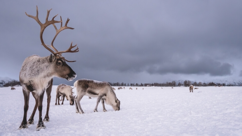 Представители на коренното население саами в Швеция се безпокоят че