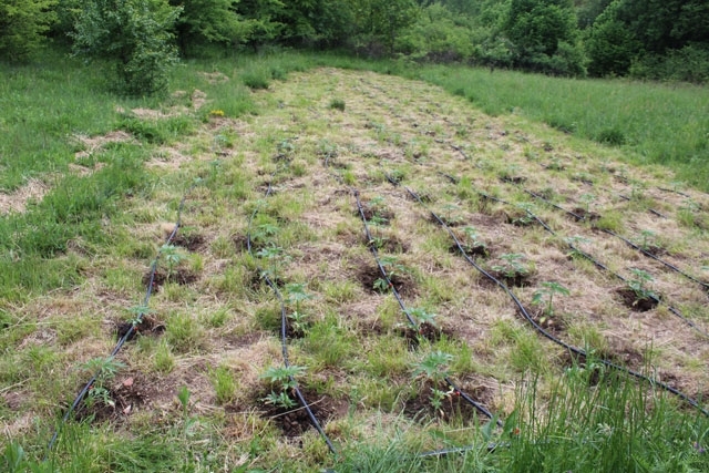Полицията е разкрила плантация с канабис във Видинско научи агенция