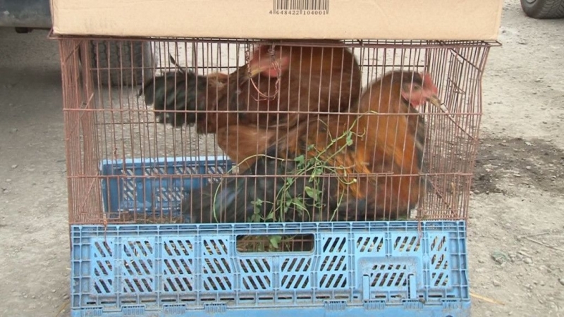 Разбиха нелегален пазар за животни във Варна Акцията на агенцията