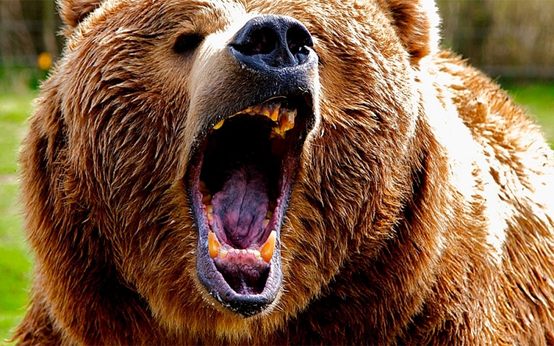 Жена пострада след нападение от мечка съобщи NOVA Инцидентът е станал