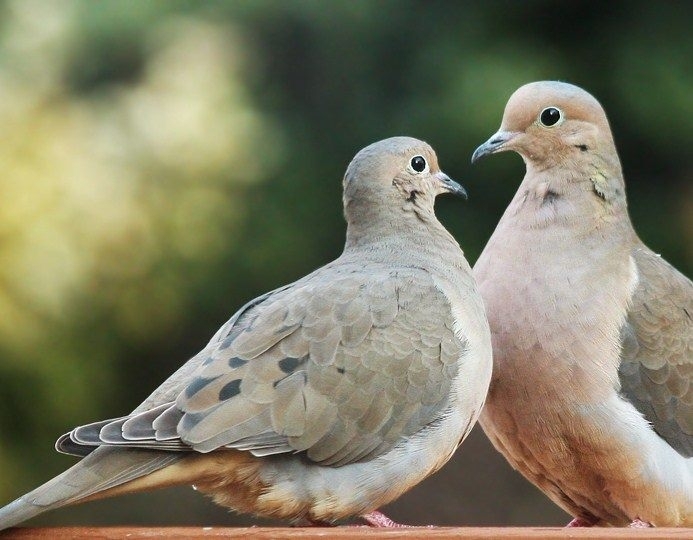 По повод Европейските дни на птиците Обединен детски комплекс