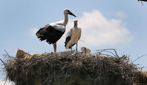 Монтански огнеборци спасиха семейство щъркели от пожар съобщиха от МВР