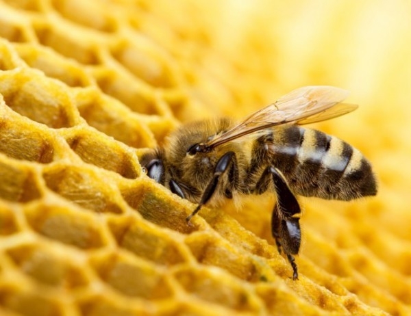 Топлото време в момента налага допълнително захранване на пчелните семейства.