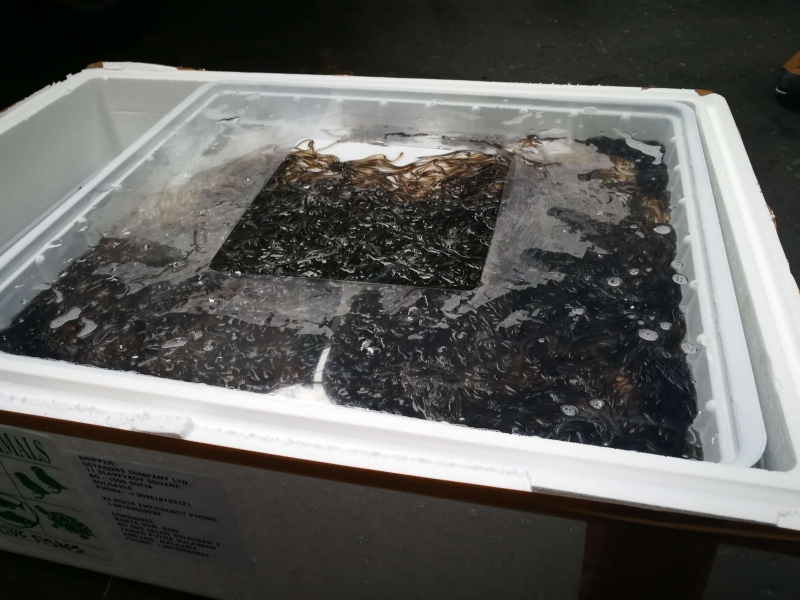 200 кг бебета змиорки от застрашен вид задържаха на Летище