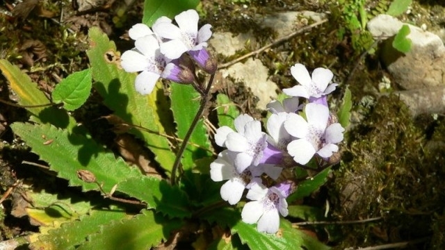 Валериана бял риган и мечо грозде са сред забранените за