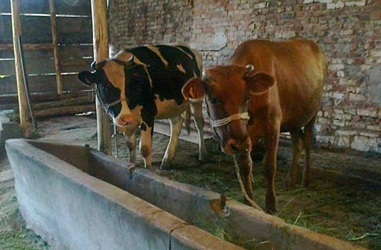 Частен съдебен изпълнител сложи на тезгяха краварник в местност до