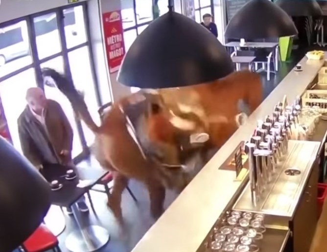 Избягал състезателен кон влезе в бар във Франция и предизвика