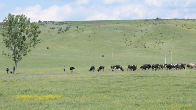 Отровиха домашни животни във видинско село, научи агенция BulNews.
15 крави