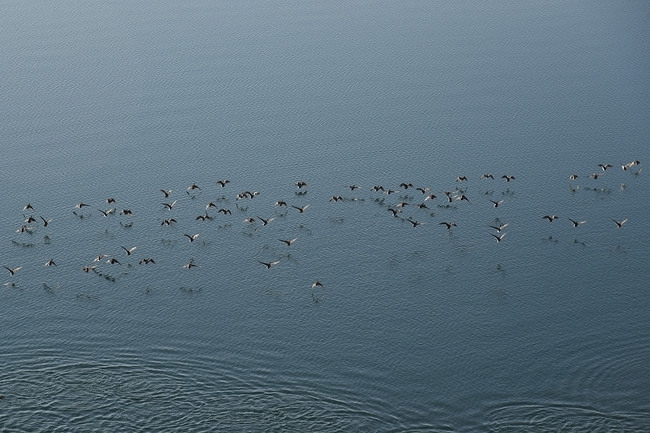 По малко водолюбиви птици са забелязани да зимуват във водоемите в