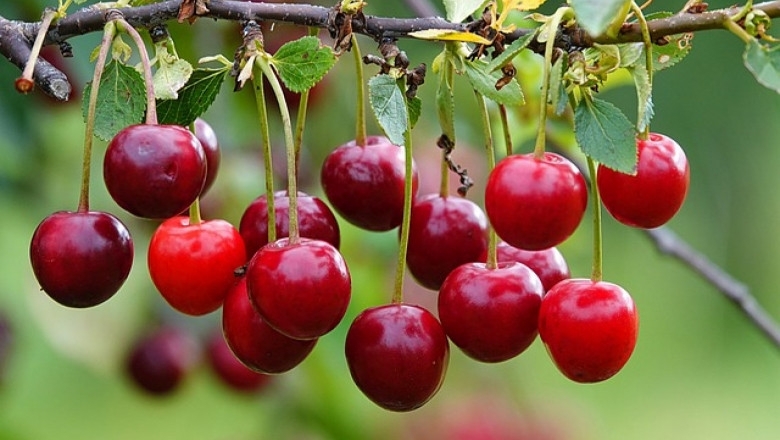 Националната агенция за приходите започна срещи с производители преработватели и