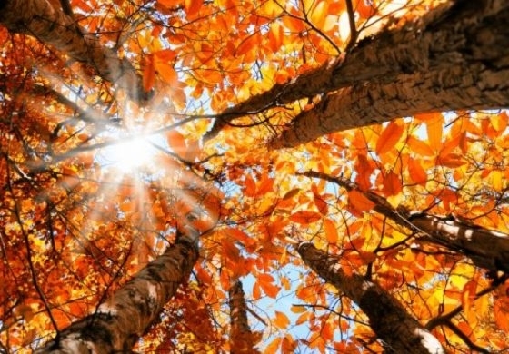 Днес по поречията на реките в низините и в Източна