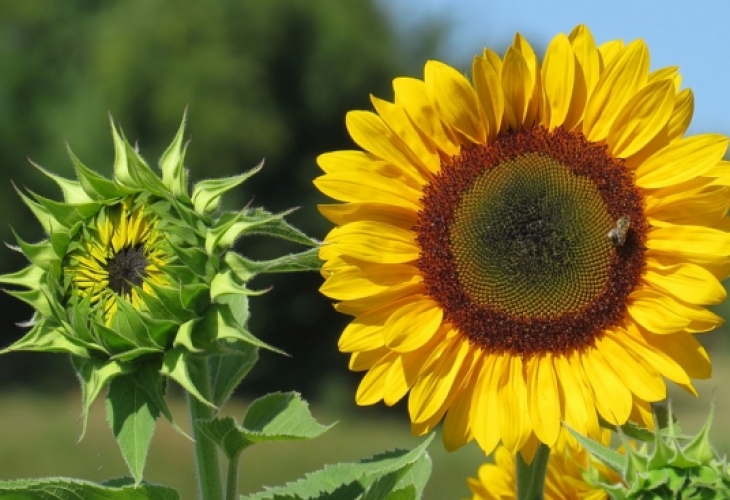 Времето ще е слънчево След обяд ще се развива предимно