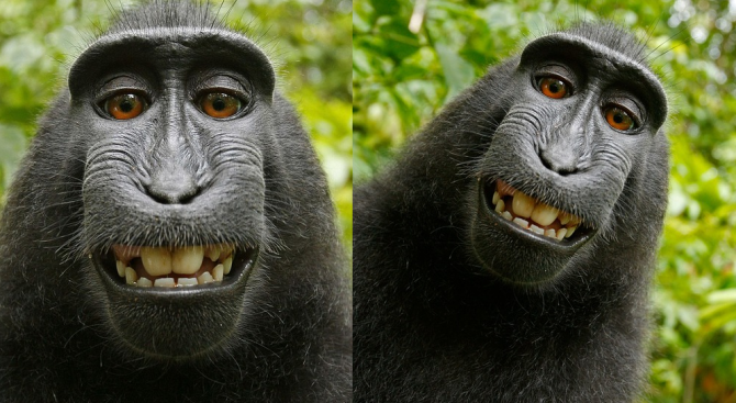 Черен макак който стана световноизвестен след като открадна фотоапарат и