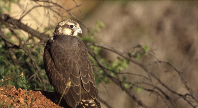 Ловният сокол се завърна като гнездящ вид в страната Световнозастрашените