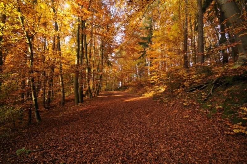 До обяд валежите ще спират най късно в югоизточните райони