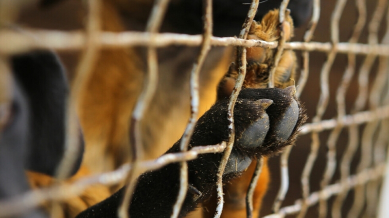 Снимки на кучета в клетки затворени в контейнер при рекордна
