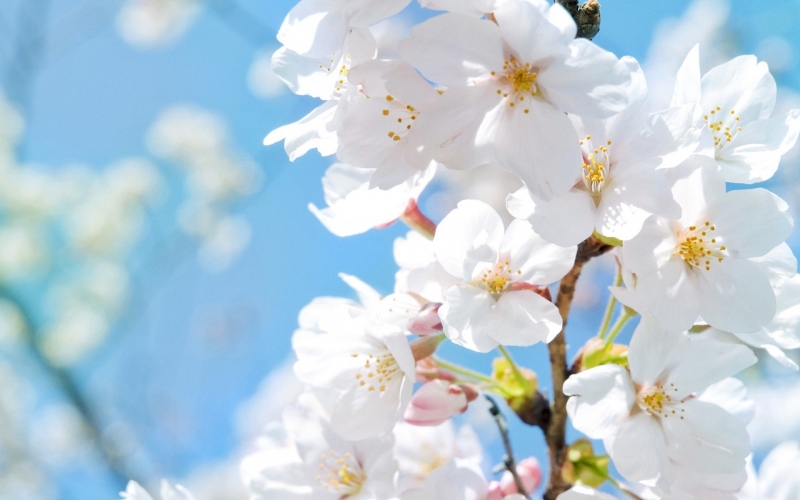 Днес ще бъде слънчево с разкъсана висока облачност Ще духа