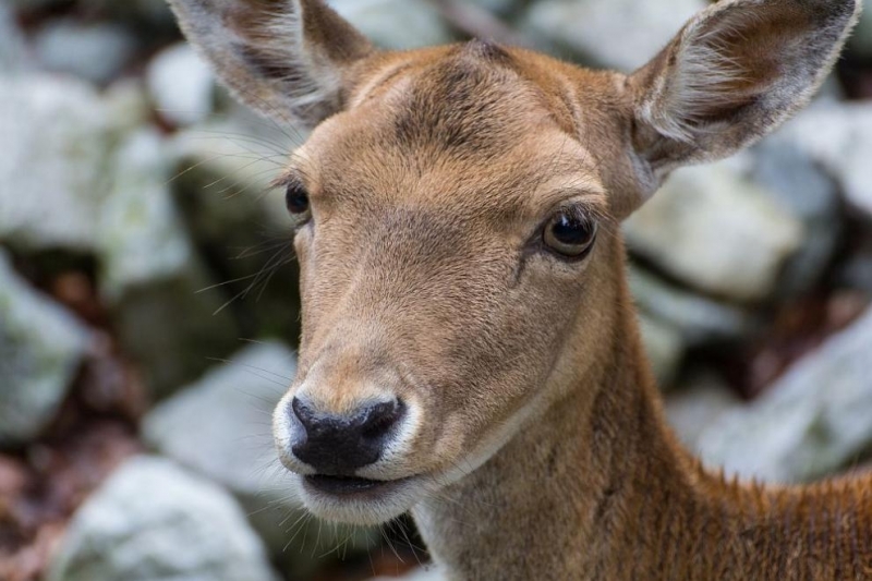Кошута нагостена с шоколад от продавачка в магазин на бензиностанция