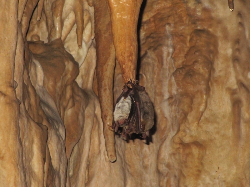 За поредна година Дирекцията на Природен парк Врачански Балкан ще