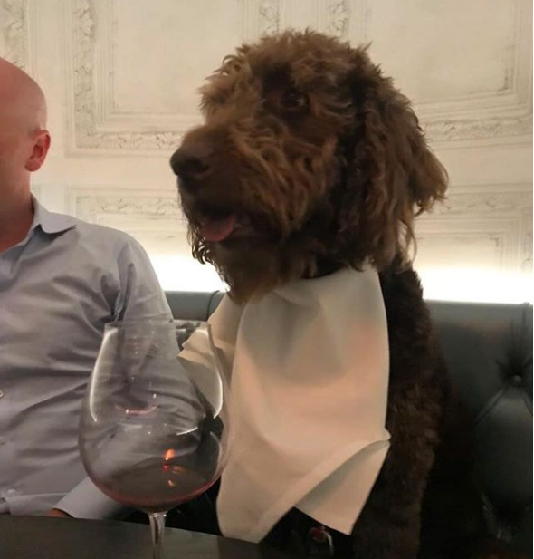 Лондонски ресторант организира шик ревю с висша мода за кучета и стилно
