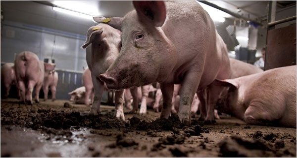 През месеците януари и февруари експертите на РИОСВ Монтана