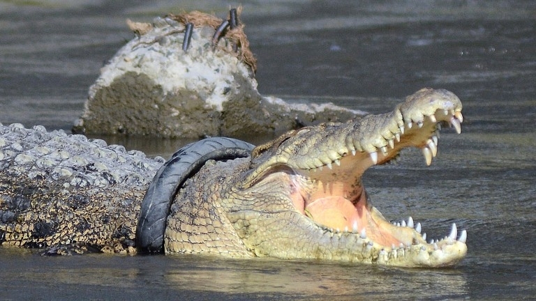 Руската полиция се натъкна на нещо изключително необичайно докато претърсваше жилище