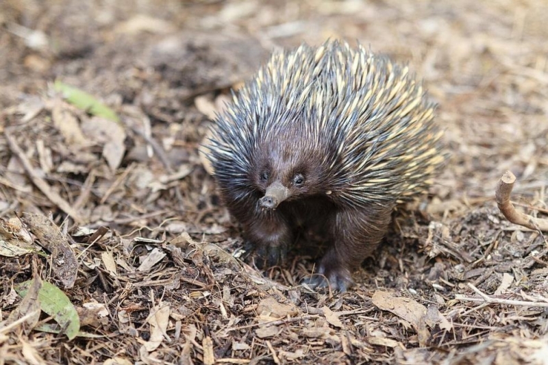 Учени откриха отново отдавна невиждан вид бозайник с бодли на