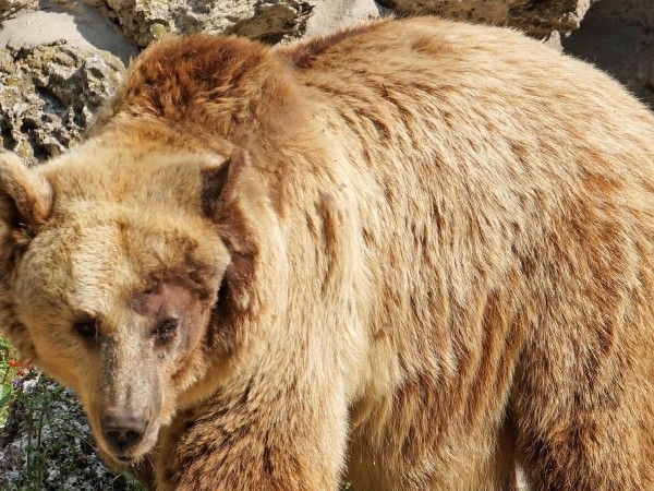 Мъжките мечки в Смолянско будуват заради топлото време и ядат