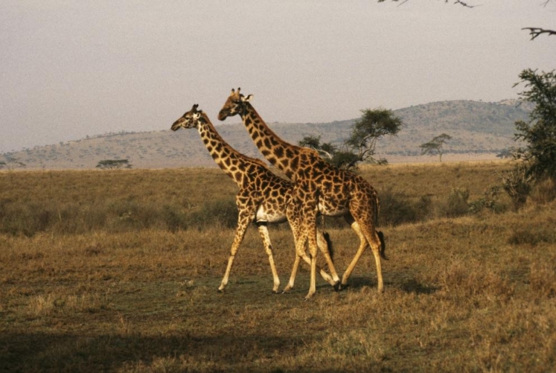 В рядък трагичен случай два жирафа в американски зоопарк са