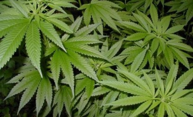 Голямо количество канабис над 60 кг е било открито