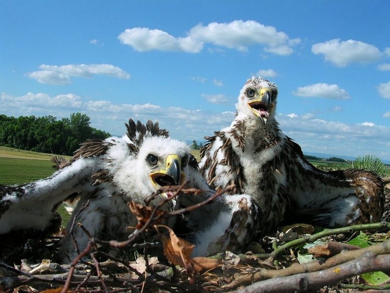 През 2018 г броят на малките царски орлета у нас
