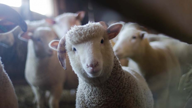 27 лева удари килограм българско агнешко месо по магазините Месец преди