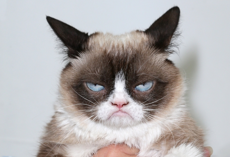 Grumpy Cat Сърдитото коте което стана известно в интернет