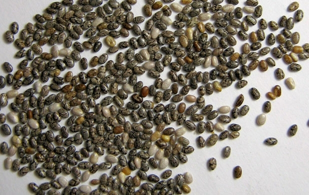 Семената от чиа са познати още от древността но станаха известни