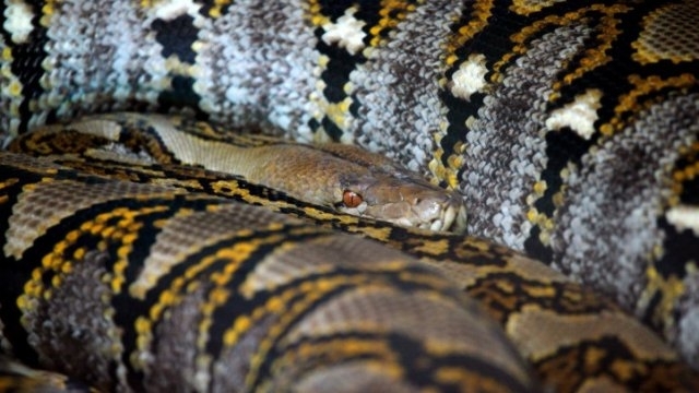 Жена е била погълната от 7 метров питон в джунглата в