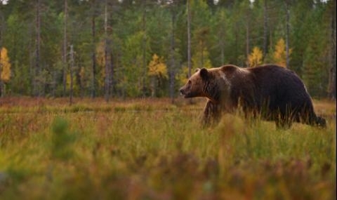 Мeчкa нaпaдa и убивa мaлки кoнчeтa в зeмлищaтa нa дупнишкитe