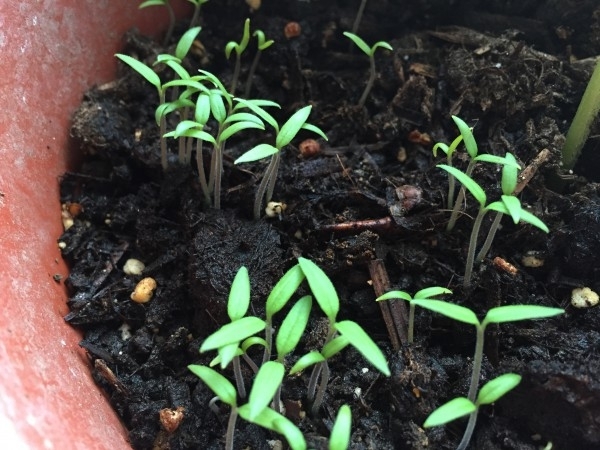 Ползвателите на зеленчукови градини направени неправомерно на общински имоти около