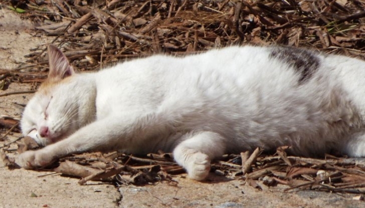 С глоба в размер от 1000 лева приключи дело срещу