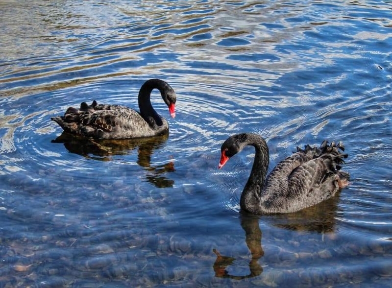 Зимуващите водолюбиви птици в региона на Видин и Монтана са