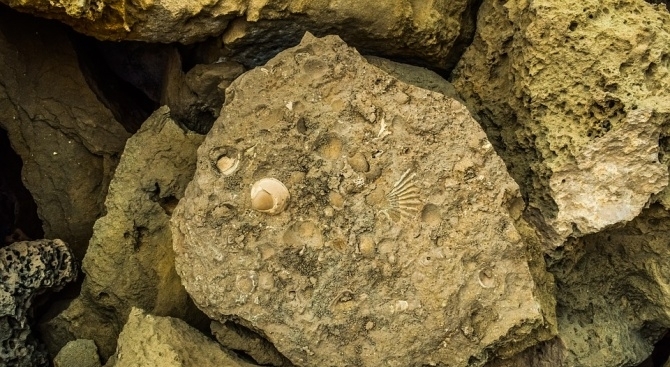 Специалисти от Харвардския университет се натъкнаха на фосилизирани останки от